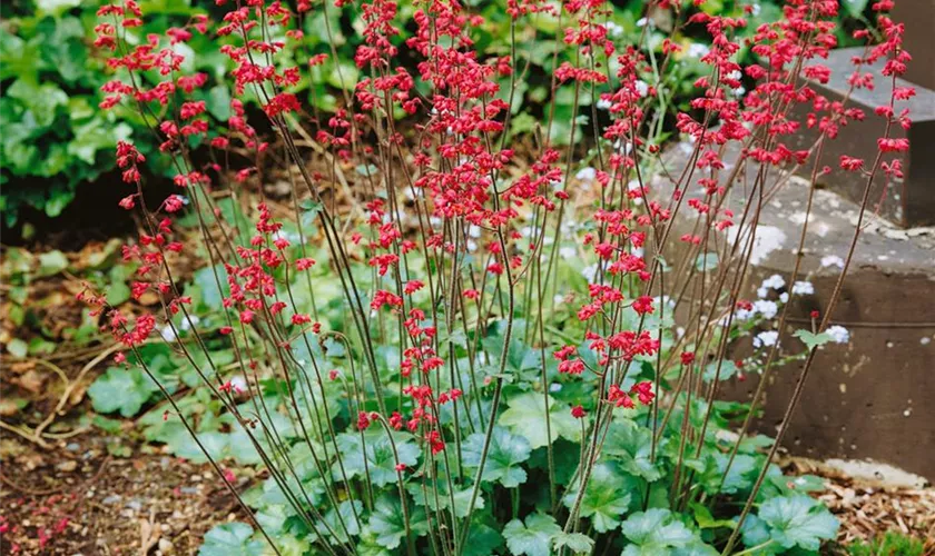 Heuchera x brizoides, rot