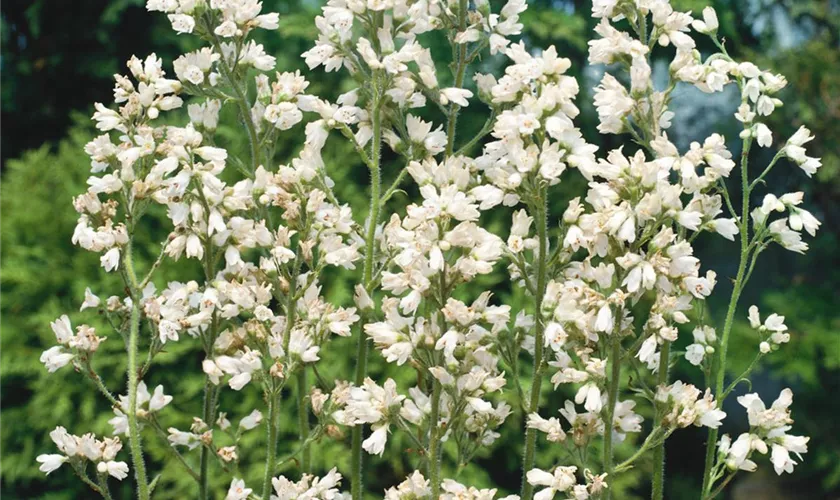 Heuchera x brizoides 'Schneewittchen'