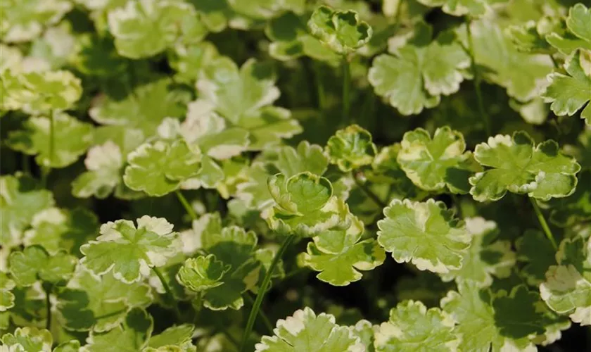 Hydrocotyle sibirica 'Crystal Confetti'