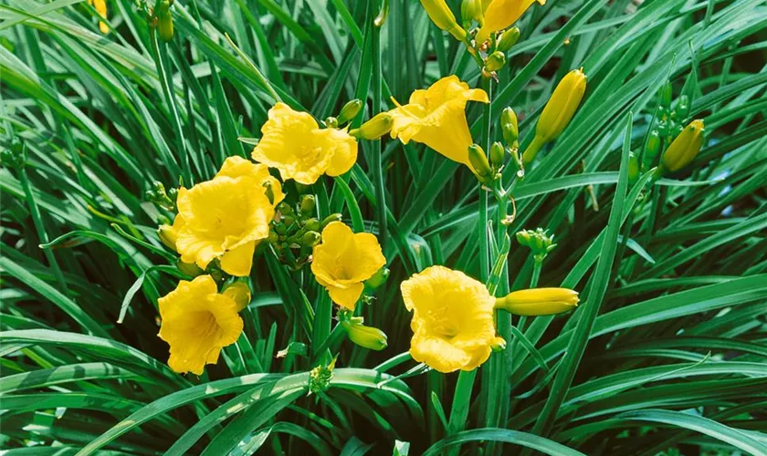 Hemerocallis 'Mini Stella'