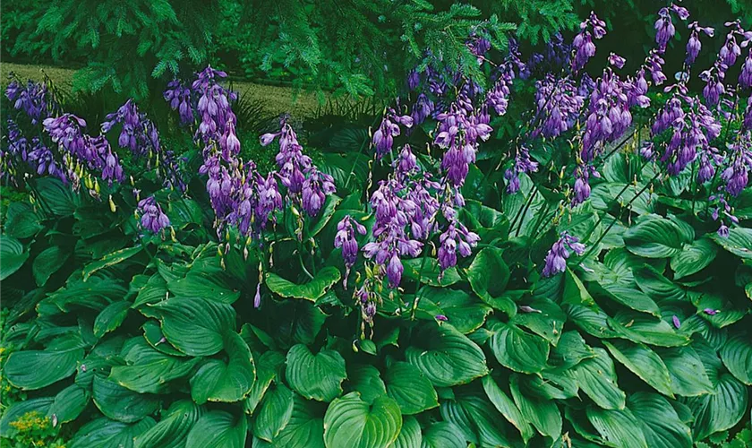 Hosta plantaginea