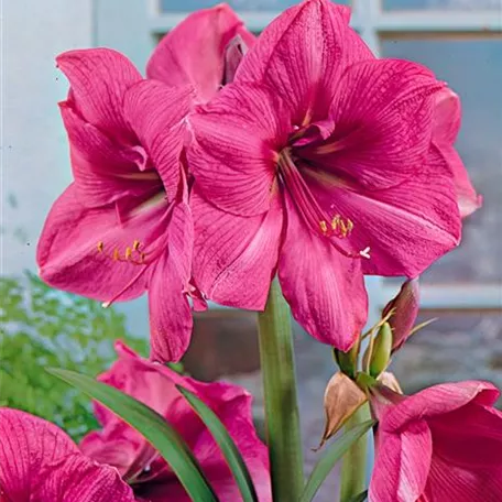 Hippeastrum 'Bolero'