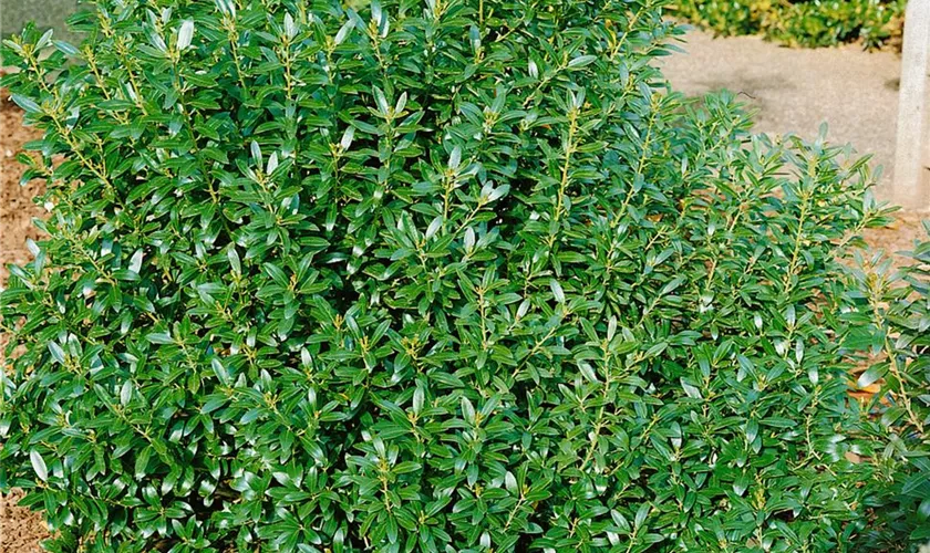 Ilex glabra 'Shamrock'