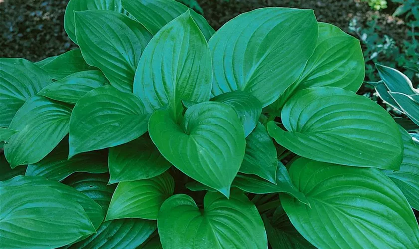 Hosta plantaginea 'Aphrodite'