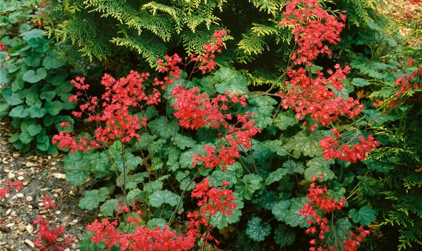 Heuchera x brizoides 'Pluie de Feu'