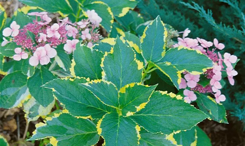 Hydrangea macrophylla 'Quadricolor'