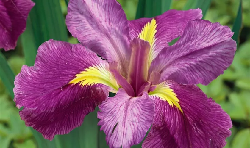 Iris 'Ann Chowning'