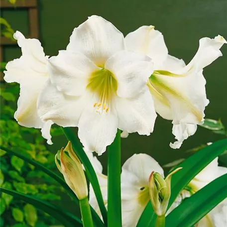 Hippeastrum 'Christmas Gift'