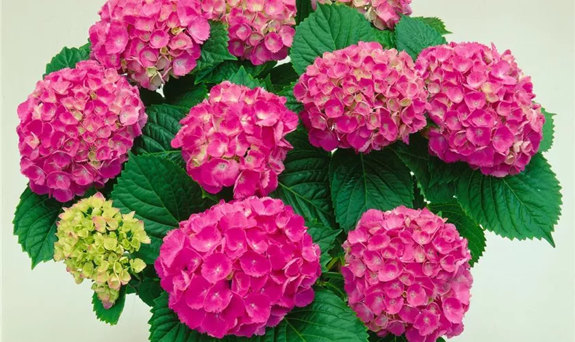 Hydrangea macrophylla 'Red Baron'