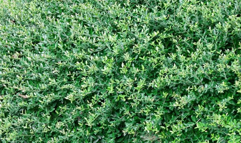 Ilex vomitoria 'Schillings Dwarf'