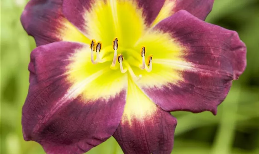 Hemerocallis 'Night Beacon'