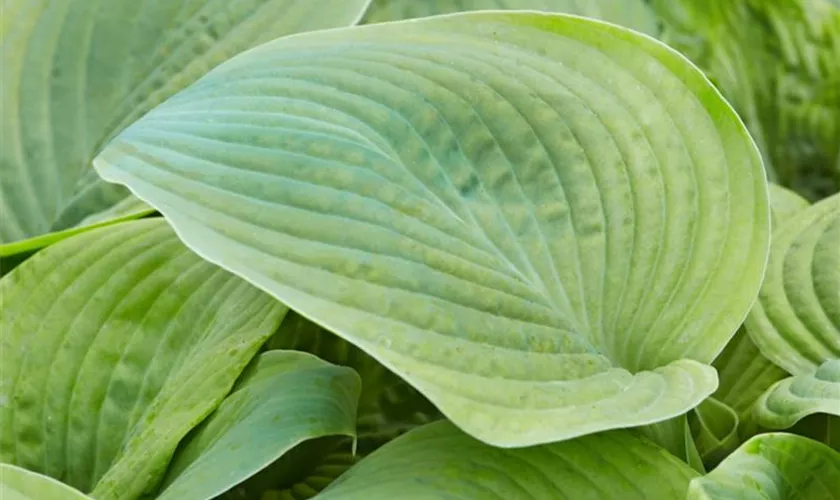 Hosta plantaginea 'Guacamole'