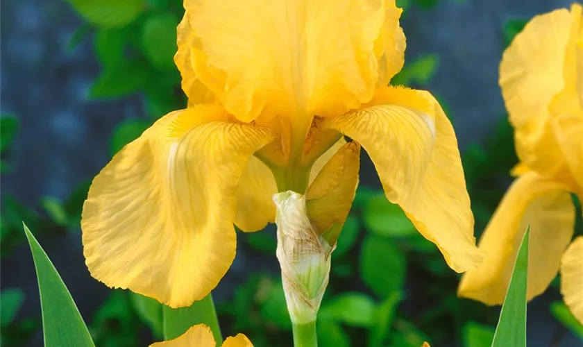 Mittelhohe Garten-Schwertlilie 'Alaskan Gold'