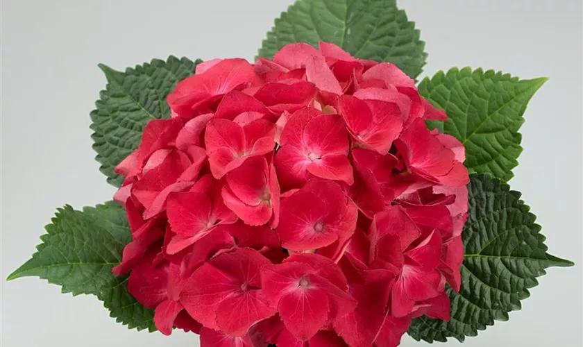 Hydrangea macrophylla 'Red Romance'