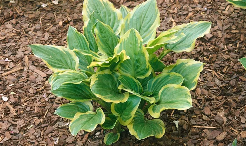 Hosta plantaginea 'So Sweet'