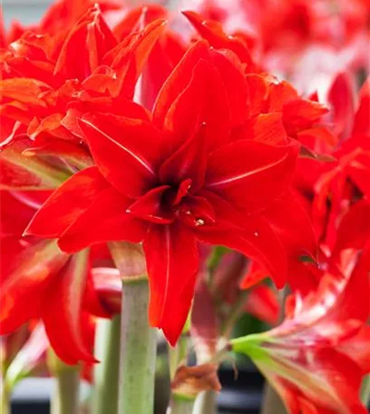 Amaryllis – weihnachtlicher Blütentraum