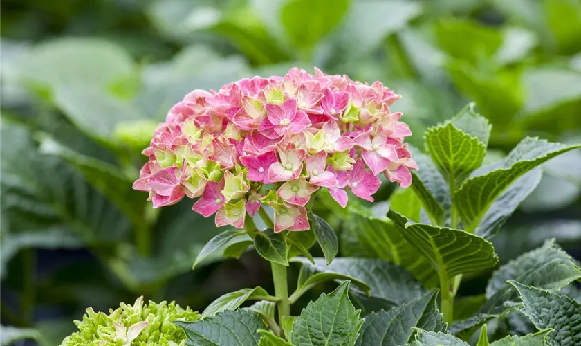 Hydrangea macrophylla 'Red Wonder'®