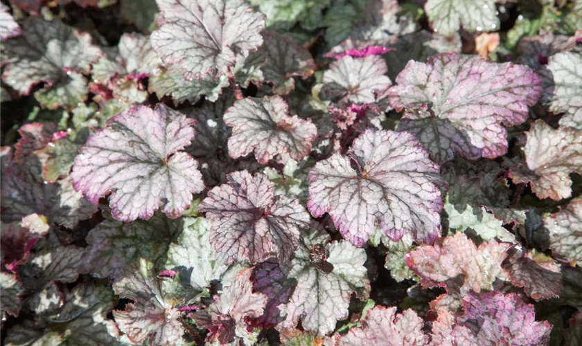 Heuchera x cultorum 'Frosted Violet'