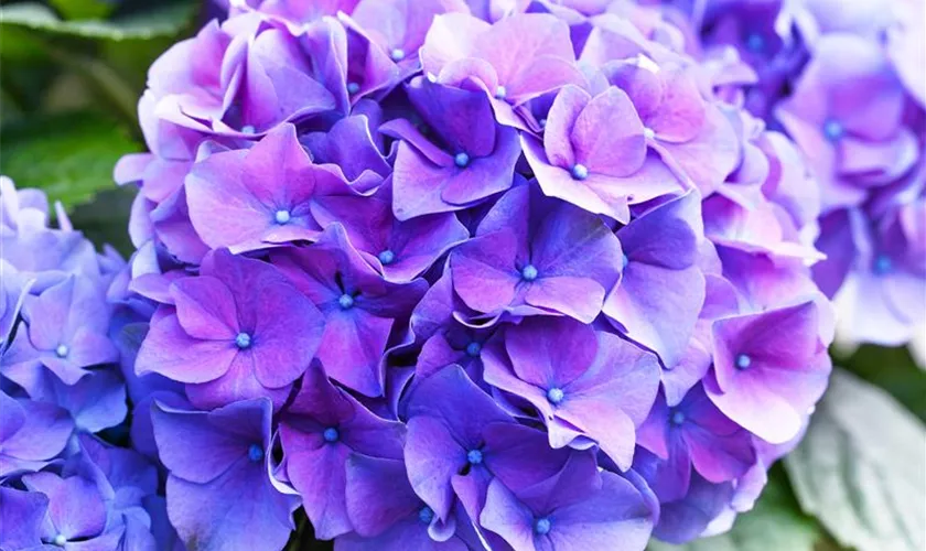 Hydrangea macrophylla 'Renate Steiniger'