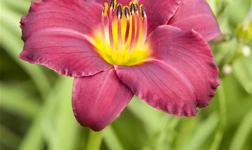 Hemerocallis 'Pardon Me'