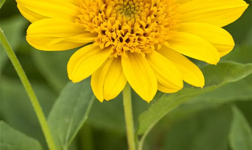 Helianthus decapetalus 'Capenoch Star'