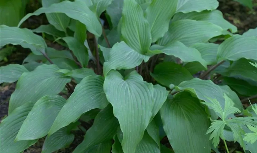 Hosta 'Red Cadet'