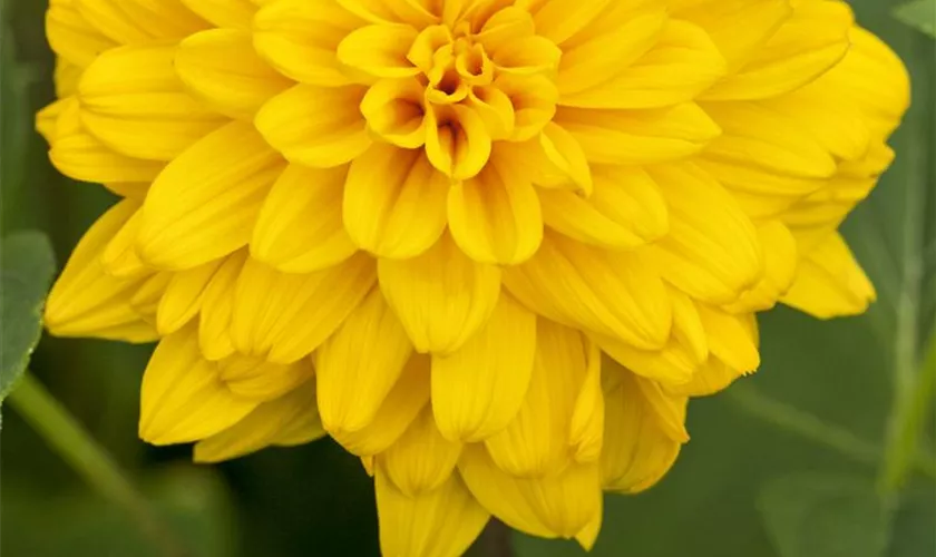 Helianthus decapetalus 'Loddon Gold'