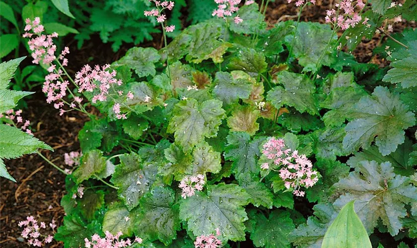 Heucherella alba