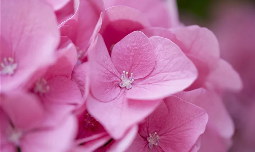 Hydrangea macrophylla 'Rosita'