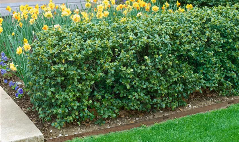 Ilex meserveae 'China Girl'®