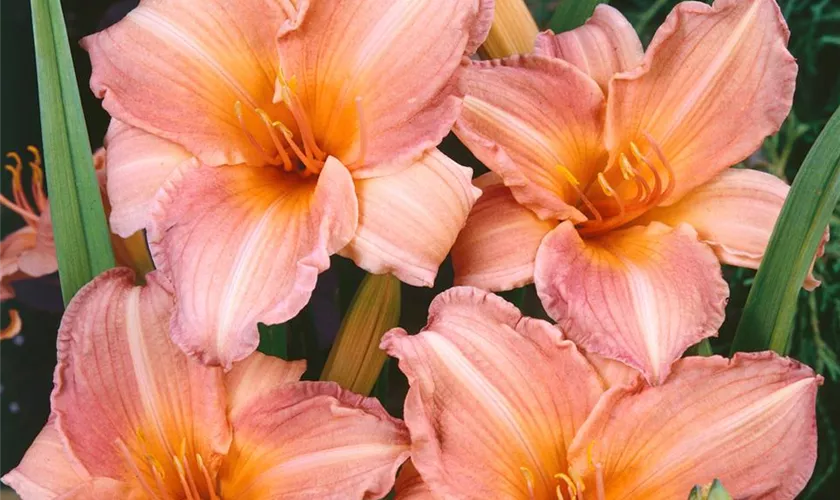 Hemerocallis 'Pink Damask'