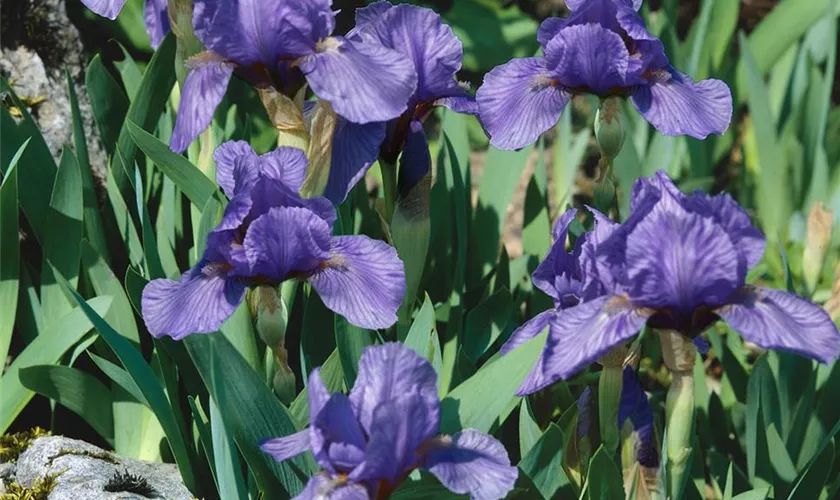 Zwergige Garten-Schwertlilie 'Banburry Ruffles'