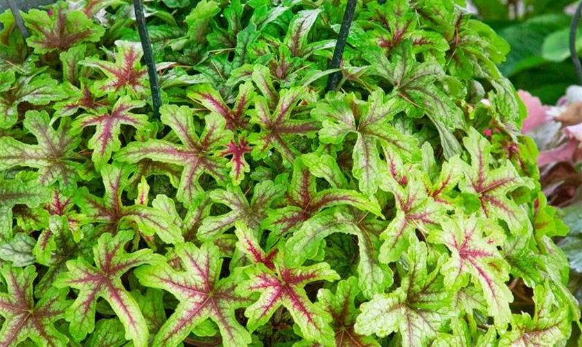 Heucherella alba 'Alabama Sunrise'(s)