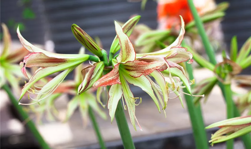 Ritterstern 'Emerald'