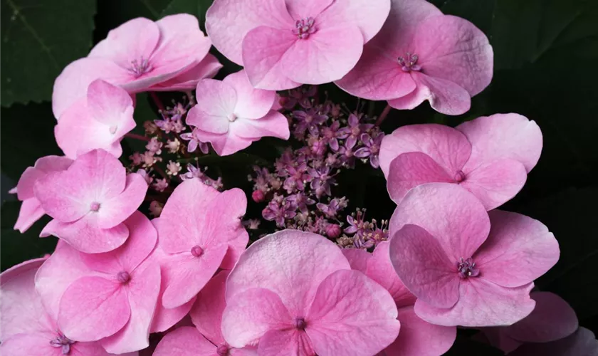 Hydrangea macrophylla 'Rotkehlchen'