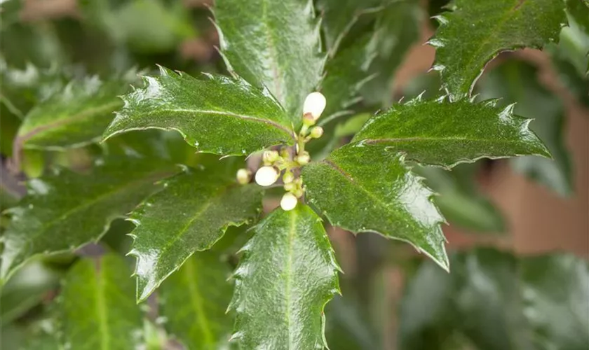 Ilex meserveae 'Golden Girl'