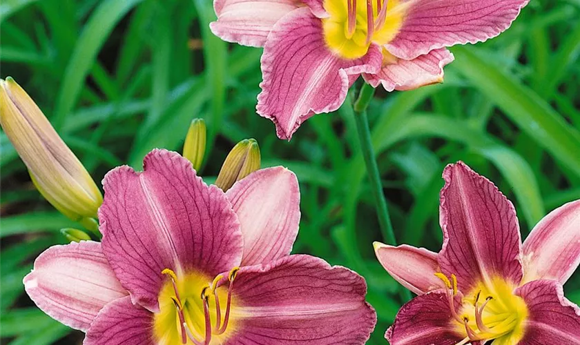 Hemerocallis 'Prairie Blue Eyes'