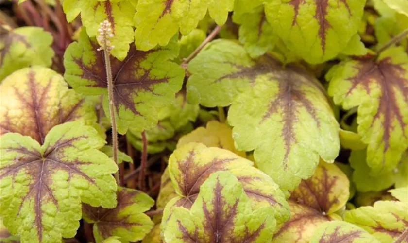 Heucherella alba 'Golden Zebra'