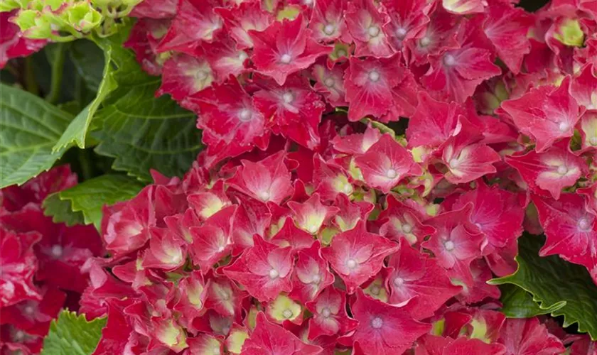 Hydrangea macrophylla 'Royal Red'