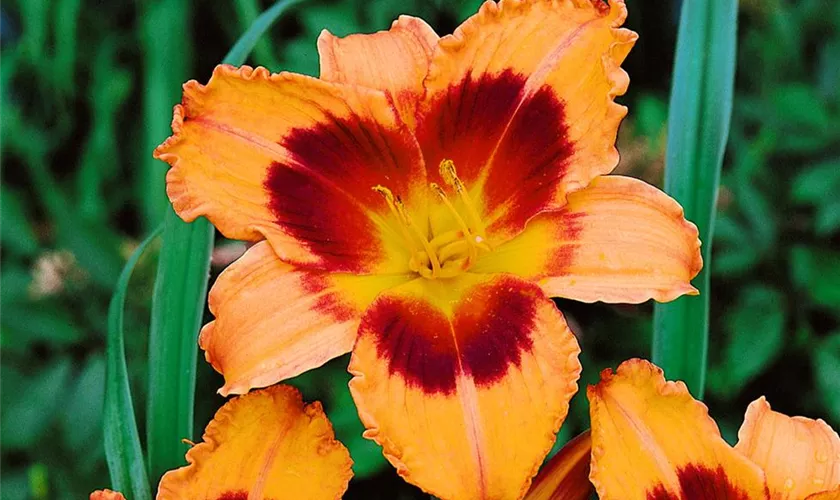 Hemerocallis 'Radiant'