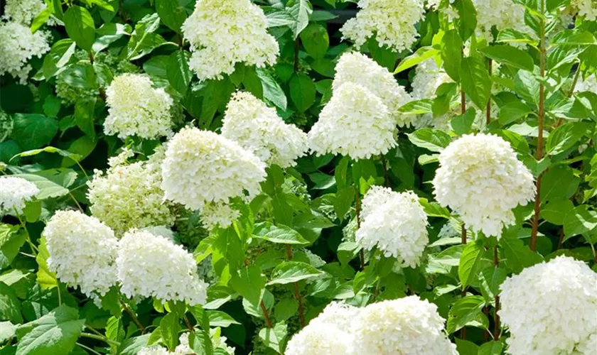 Strauchhortensie 'Grandiflora'