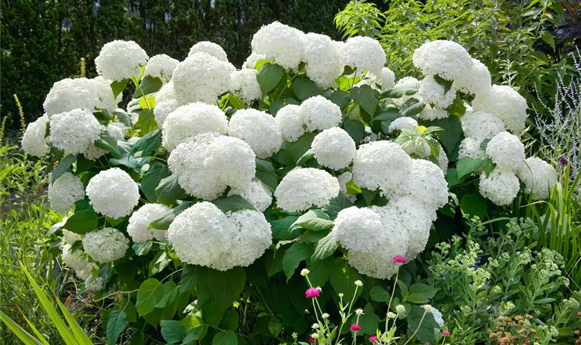 Hydrangea arborescens 'Hills of Snow'