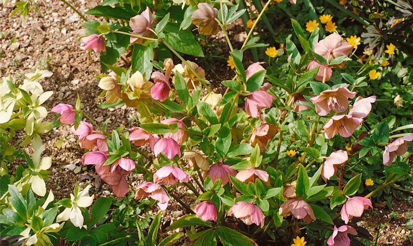 Orientalische Nieswurz 'Verboom Cinderella'