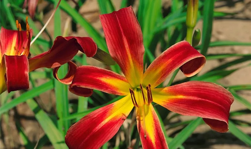 Garten-Taglilie 'Red Ribbons'