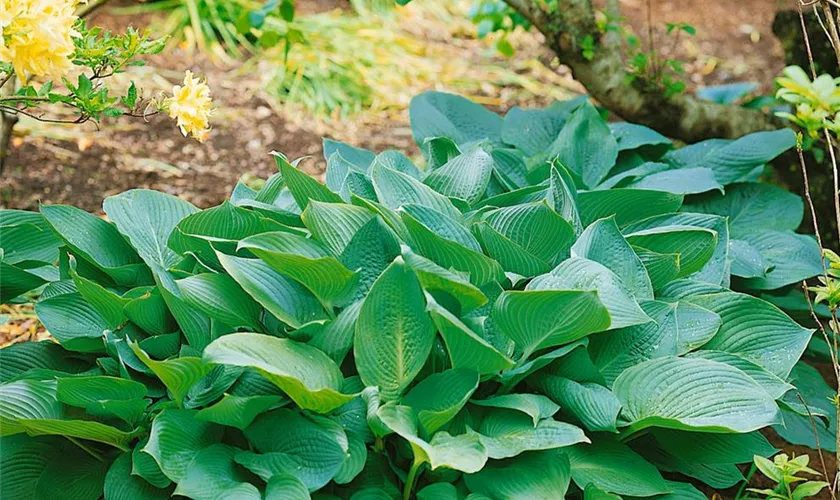 Hosta sieboldiana 'Big Daddy'