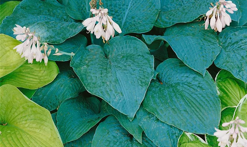 Hosta sieboldiana 'Blue Angel'