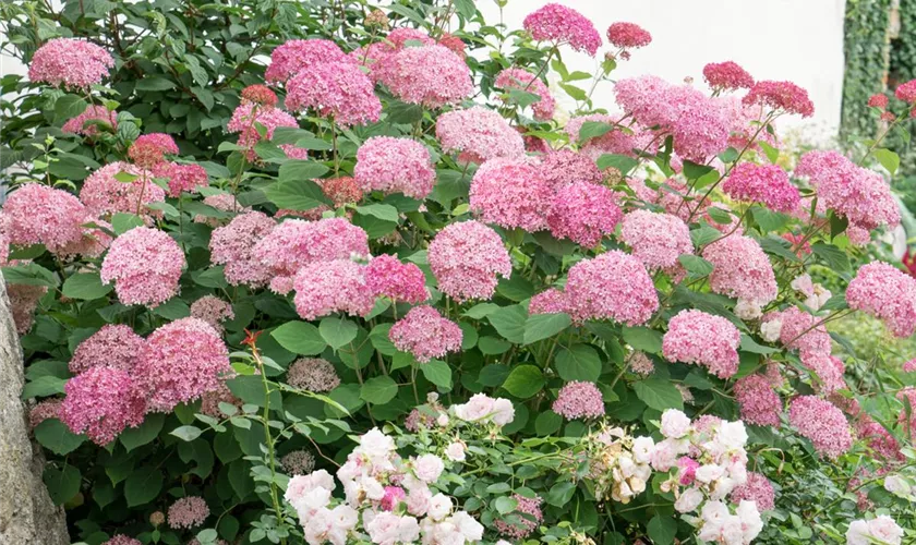 Hydrangea arborescens 'Pink Percusion'