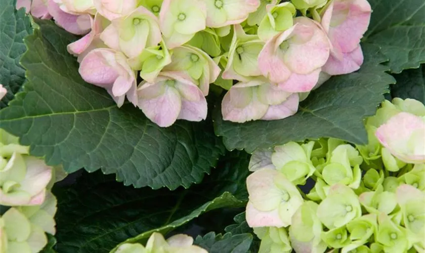 Hydrangea macrophylla 'SAXON® Kronentor'