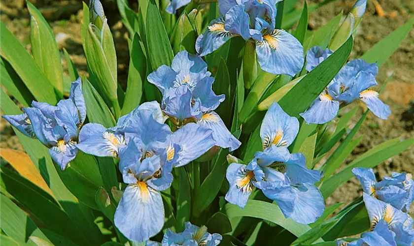 Zwergige-Garten-Schwertlilie 'Eiswürfel'