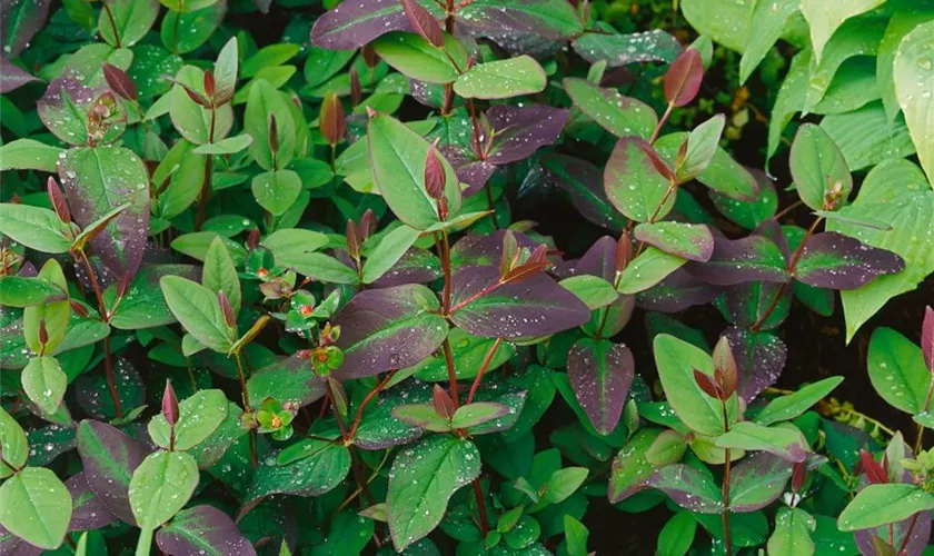 Hypericum androsaemum 'Albury Purple'